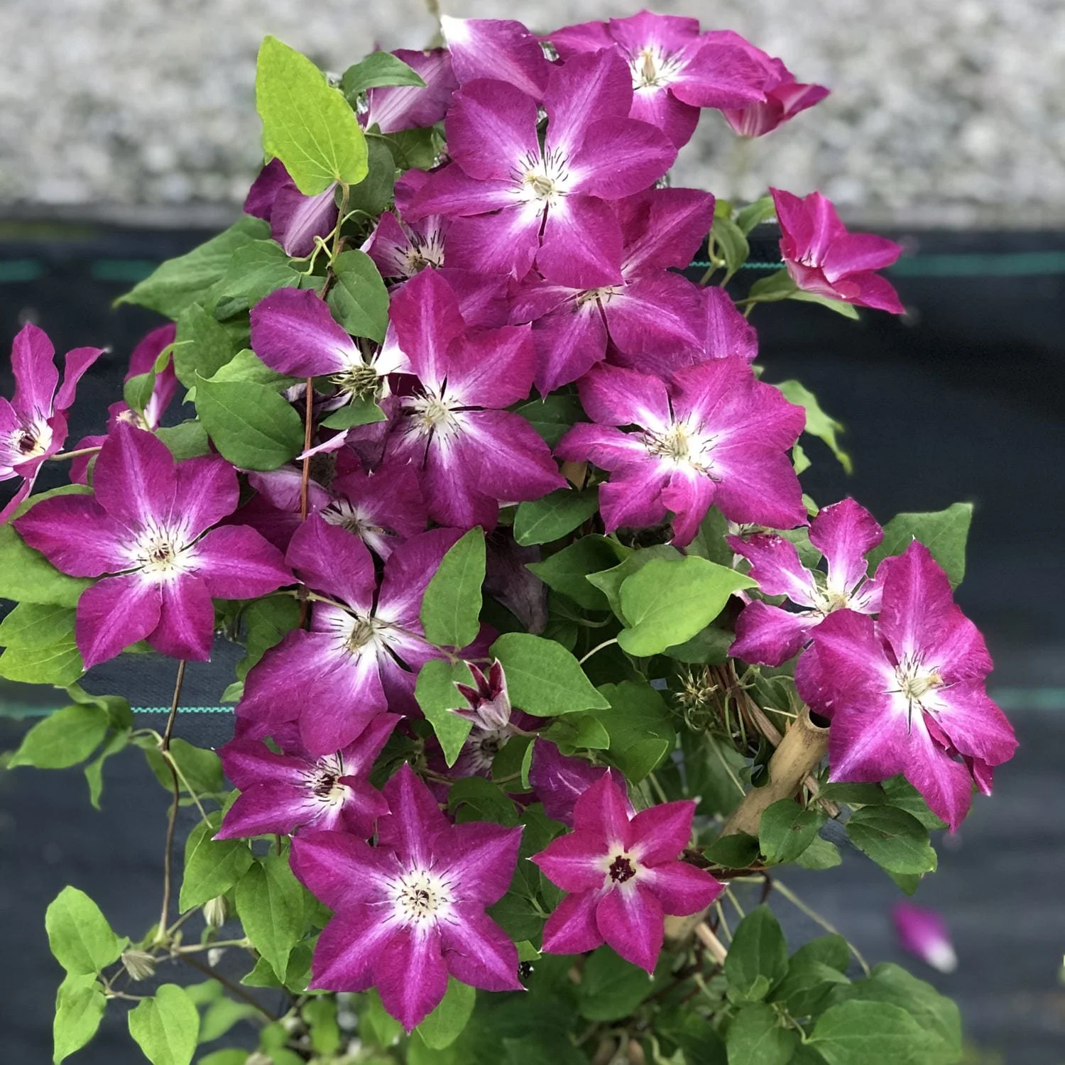 Viva Polonia Clematis — Nursery Wholesalers Inc.